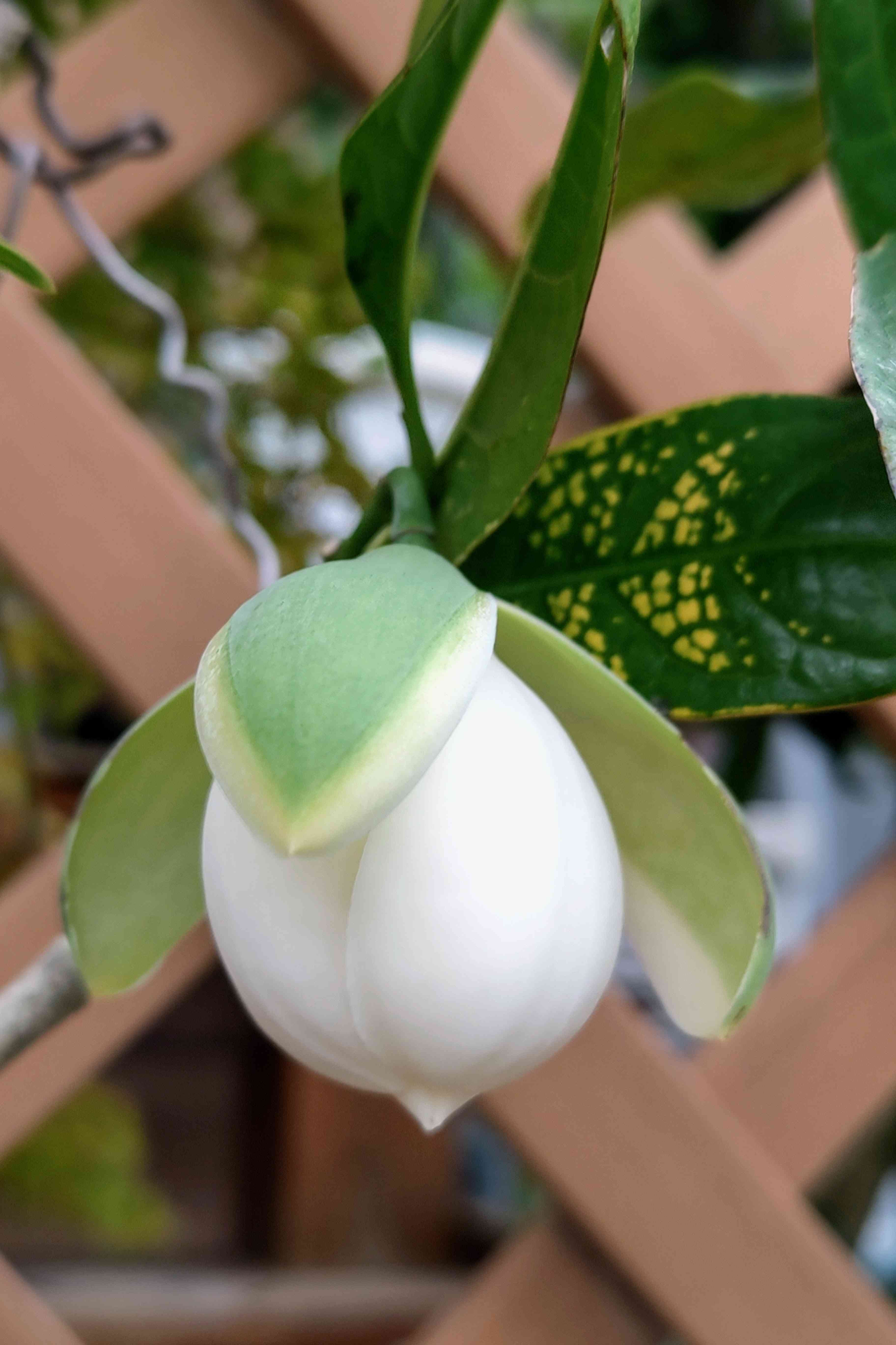 白玉木蓮　トキワレンゲ　植木 GKZ植物事典・トキワレンゲ