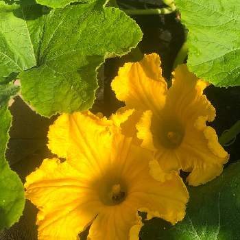 カボチャの花の投稿画像一覧 Greensnap グリーンスナップ