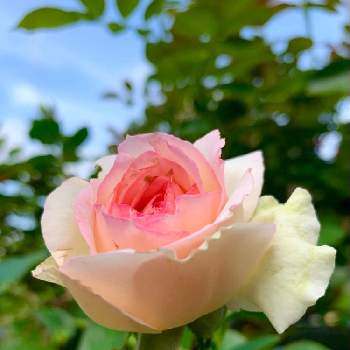 ピエール  ドゥ  ロンサールの画像 by のばらさん | 広い庭とピエール  ドゥ  ロンサールとおはようと❤️M.family❤️と今朝の一枚と薔薇♪と福島からのエール