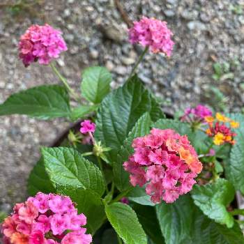 ランタナ七変化。の画像 by pipiseikoさん | 玄関と花好きとランタナ七変化。と我が家のお花と小花好きと色が変わる