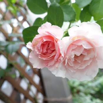 薔薇 ダフネの投稿画像一覧 Greensnap グリーンスナップ