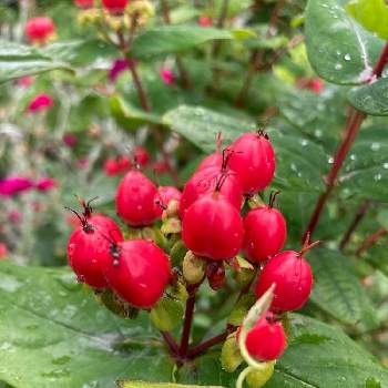 半常緑低木の投稿画像一覧 Greensnap グリーンスナップ