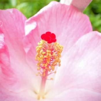 ピンクのお花も好きの画像 by kumakoさん | バルコニー/ベランダとハイビスカスとハイビスカス・アジアの風　セレブレイトピンクとピンクワールドへようこそと乙女ピンクとキュンキュン乙女倶楽部とピンクのお花も好きと今日のお花とハイビスカス・アジアの風「セレブレイトピンク」とコンテナガーデンとピンクワールドへ ようこそとキュンキュン乙女倶楽部No190