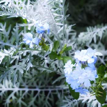 セントーレア ギムノカルパの投稿画像一覧 Greensnap グリーンスナップ