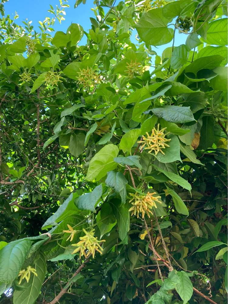 夜来香 イエライシャン の投稿画像 By いんみさん 22月7月11日 Greensnap グリーンスナップ Greensnap グリーンスナップ