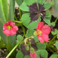 オキザリス・デッペイの画像