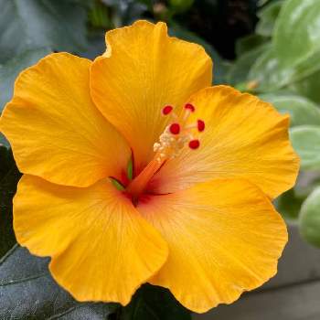 ハイビスカス プチオレンジの投稿画像一覧 Greensnap グリーンスナップ