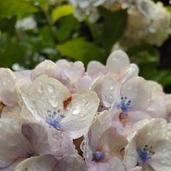 紫陽花の季節の画像 by あななさん | 小さな庭と紫陽花の季節と雨が似合う花と雨に濡れた紫陽花と白の紫陽花