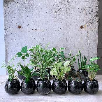 in tokyoの画像 by cagiさん | インテリアと土を使わないテーブルプランツと植物のある暮らしとインダストリアルと武蔵小山とdesignとTRANSHIPとin tokyoと水耕栽培とgreenとグリーンショップとparklife