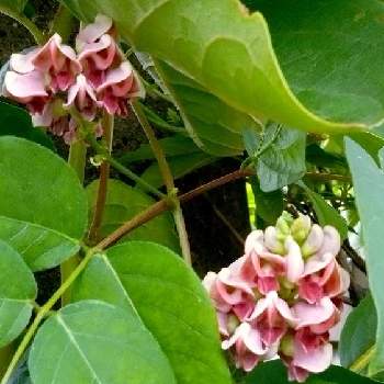 アピオスの投稿画像一覧 Greensnap グリーンスナップ アピオスの投稿画像一覧 Greensnap グリーンスナップ