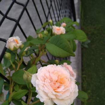 バラ ’ バフ・ビューティー ’の画像 by 優さん | 小さな庭とバラ ’ バフ・ビューティー ’と薔薇♪とバラを楽しむとばら バラ 薔薇と庭のある暮らし