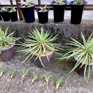 姫乱れ雪,Agave filifera,Agave filifera subsp. schidigera,車庫の画像