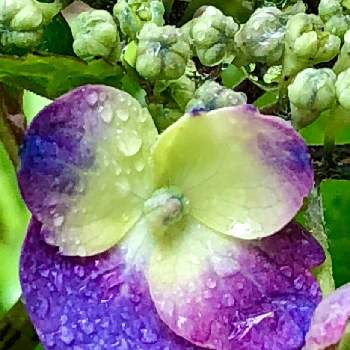 ヤマアジサイの画像 by 花土葉さん | 小さな庭と紫色の花と山紫陽花♡とお庭の植物とアジサイ　紫陽花とヤマアジサイ