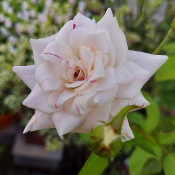 鉢植えのバラの画像 by IKUMAMAさん | 小さな庭と咲いてくれてありがとう❤とバラ ブラッシングアイスバーグとおうち園芸とアイスバーグ！と鉢植えのバラとバラ・ミニバラとバラを楽しむ