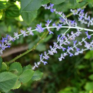 かわいい,花壇,庭の花,植中毒,植栽の画像