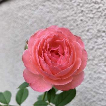2020年4月同期の画像 by Yumimiさん | 小さな庭とロマンティック　チュチュとYumimiの花壇♡と園芸女子と聖子ちゃんの歌をもう一度♡∗︎*ﾟとおうち園芸と咲いてますよ。と꒰ღ˘◡˘ற꒱かわゅ~と花のある暮らしとお花は癒しとホッコリと2020年4月同期と花が好きと可愛いね♡