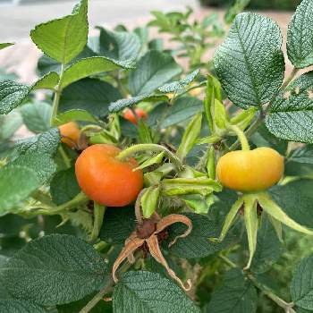 ハマナスの実 の投稿画像一覧 Greensnap グリーンスナップ ハマナスの実 の投稿画像一覧 Greensnap グリーンスナップ