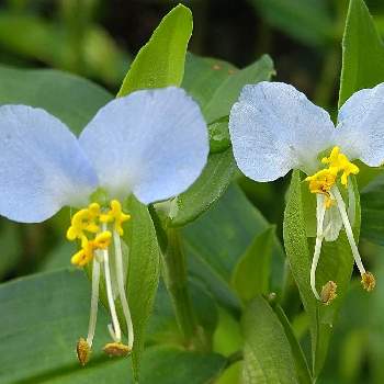 儚いの投稿画像一覧 Greensnap グリーンスナップ