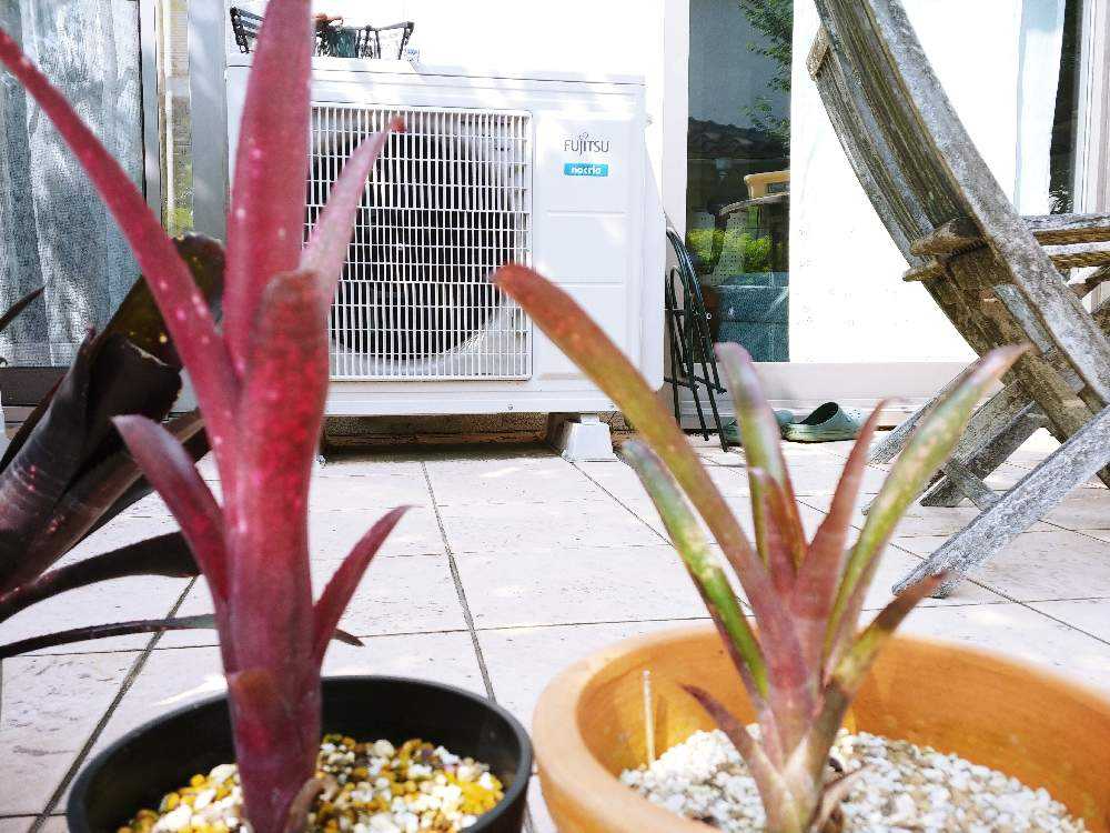 ビルベルギア 株分けのタイミング｜🍀GreenSnap（グリーンスナップ）