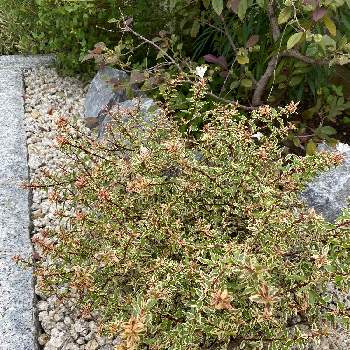 アベリア コンフェティの投稿画像一覧 Greensnap グリーンスナップ