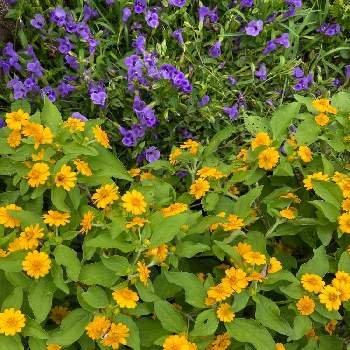 スーパートレニア カタリーナの投稿画像一覧 Greensnap グリーンスナップ