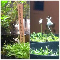 ウサギゴケ,ウトリクラリア・サンダーソニー,多肉初心者,植物のある暮らし,うさ耳の画像