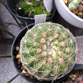 多肉植物大人気綺麗・可愛い zlj 多肉植物大人気綺麗・可愛い zlj