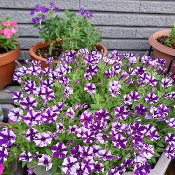 たくさん！の画像 by torsunさん | 玄関とスーパーチュニア ビスタ ミニブルースターと冬越しとたくさん！と我が家とスーパーチュニア ビスタ☆と鉢植えと紫の花