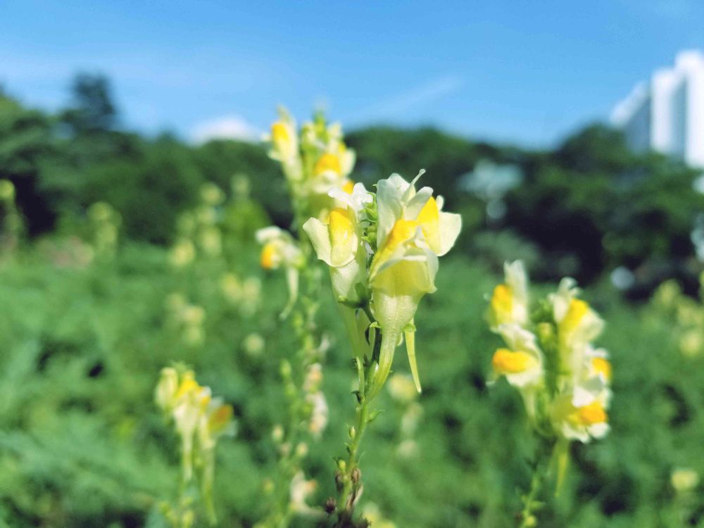 エリィさんの港の見える丘公園への投稿