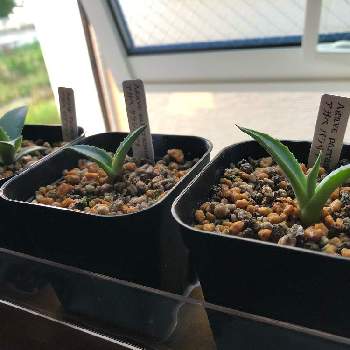 アガベ サルミアナ クラッシスピナの投稿画像一覧 Greensnap グリーンスナップ