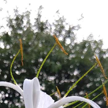 光珠の画像 by ❦THE HERMIT❦さん | お出かけ先とスパイダーリリーと光輝く花と蕊蕊蕊とホワイトとマクロ撮りと元気❗❗とちっちゃいものクラブと光珠と本来の色と秘密のpicと大好きな花とシルエット❤︎とヒカリと風の中