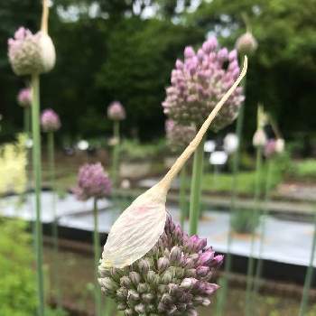 ジャンボニンニクの花の投稿画像一覧 Greensnap グリーンスナップ