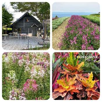 淡路夢舞台温室 の投稿画像一覧 Greensnap グリーンスナップ 淡路夢舞台温室 の投稿画像一覧 Greensnap グリーンスナップ