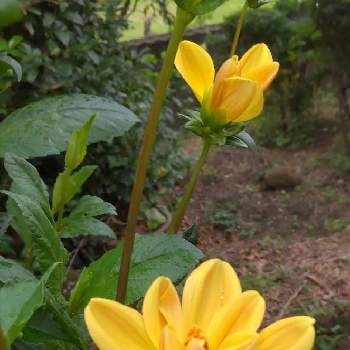 ご近所さんのお庭の花の画像 by eryさん | ダリアとご近所さんのお庭の花とイングリッシュコッカー・エリーの散歩道と今日のお花と幸せの黄色いお花とビタミンカラー