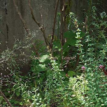 ルリタマアザミ＊の画像 by marikoさん | 小さな庭とオレガノ＊ヘレンハウゼンとルリタマアザミ＊とバーベナ  バンプトンとガーデニングと コロキア