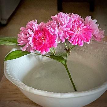 香りのバラの画像 by emiさん | ミニバラ・スイートチャリオットと香りのバラと香りが良いとベランダ園芸と香りが良いバラ