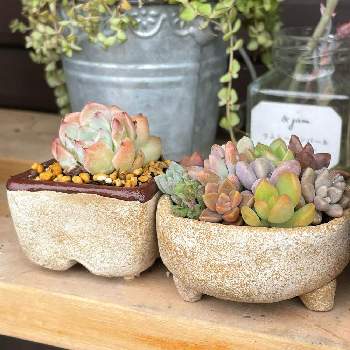 ハンドメイド 鉢の投稿画像一覧 Greensnap グリーンスナップ