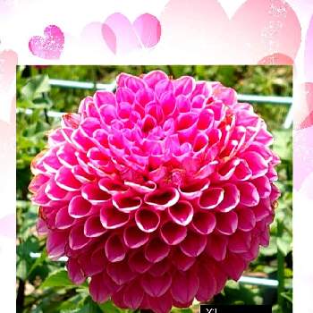 ダリア ミッチャンの投稿画像一覧 Greensnap グリーンスナップ