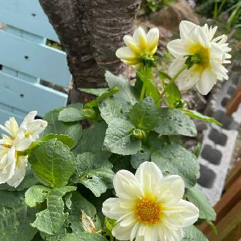 ミニダリアの画像 by ponさん | 小さな庭とミニダリアとダリアと今日のお花