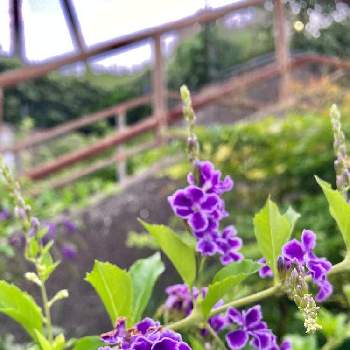 地植え大好きの画像 by ジャクリーヌデュプレさん | お出かけ先と散歩道にてと涼しげと猛暑日と地植え大好きと可愛いお花と可憐と紫色の花と元気もらえると小さい花