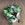 cactus66