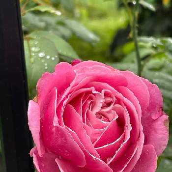 薔薇の香曜日の画像 by TAKAさん | 小さな庭とシャンテ・ロゼ・ミサトと薔薇の香曜日とバラはいいなぁと薔薇愛同盟と毎日ローズショーとチーム岐阜と薔薇のある暮らし♡とピンクワールドへ ようこそと花のある暮らしとT's薔薇2022