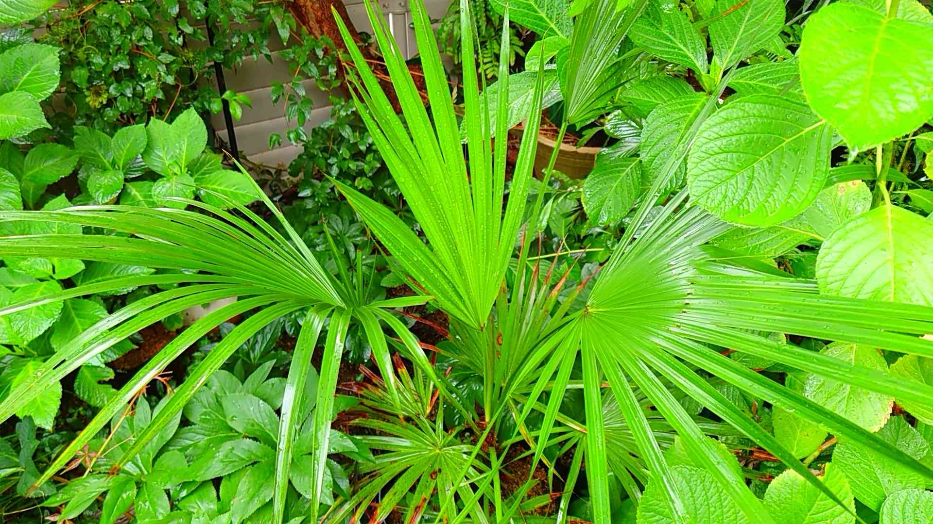 ブラヘア カルカレアの一覧｜🍀GreenSnap（グリーンスナップ）