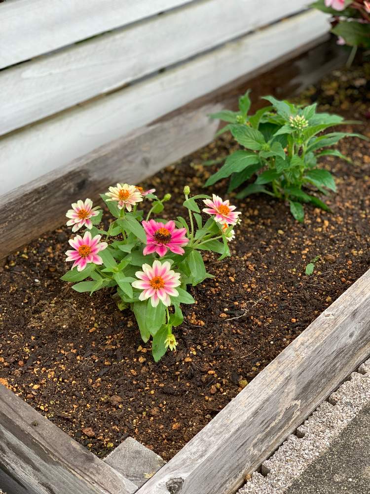 ジニアの投稿画像 By Wickさん ペンタスと花壇と夏の花とおうち園芸と緑のある暮らしと我が家の花壇と庭づくりと夏の花壇 とガーデニング初心者と記録とガーデニングと花のある暮らしと初夏のお花と花を育てると花壇と夏の花とおうち園芸と緑のある暮らしと我が家の花壇と