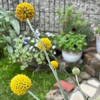 種まきからの幸せの画像 by skomomさん | 小さな庭とグラスペディアと雨上がりと可愛いお花とおうち園芸と種まきからの幸せとポンポンと花は癒やし♡