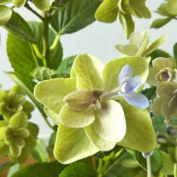 紫陽花 フェアリーアイの投稿画像一覧 Greensnap グリーンスナップ