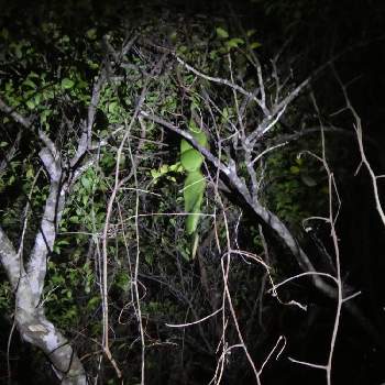 夜の一枚の画像 by ゆでたま子さん | お出かけ先とモダマと大きいと熱帯植物と夜の一枚とたね