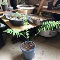 クサソテツの育て方 鉢植えや地植えでの栽培方法とは Greensnap グリーンスナップ