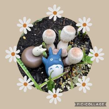 キノコ生える！の画像 by mimimiさん | オオシロカラカサタケといつもありがとう♡とキノコ生える！とおうち園芸とGSミニモニ。とカワイイ♡といつも心に太陽をとトトロ