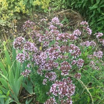 ワイルド マジョラムの投稿画像一覧 Greensnap グリーンスナップ